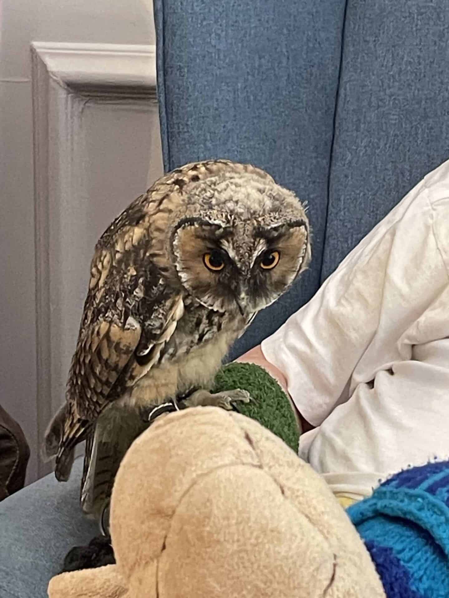 A vigilant owl, a Birds of Prey visitor, perched comfortably indoors, casting an intense gaze with its piercing orange eyes.
